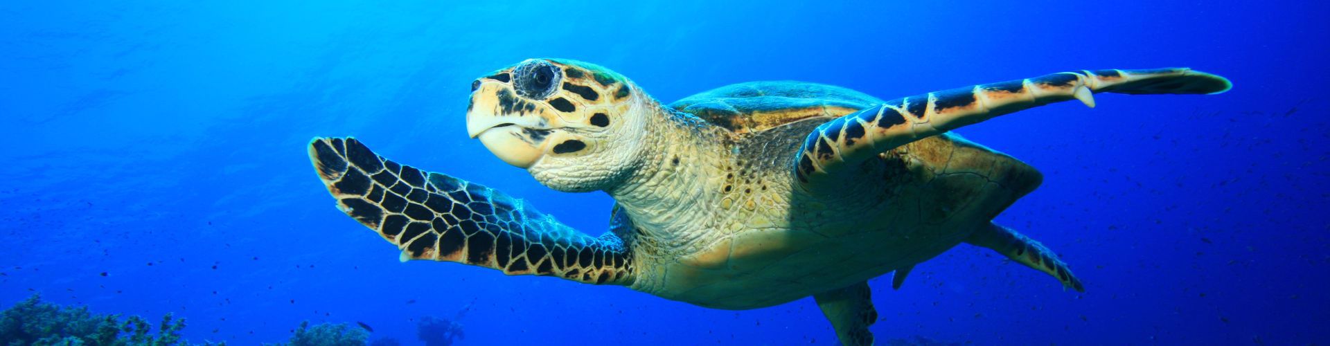 North Wrecks and Safaga